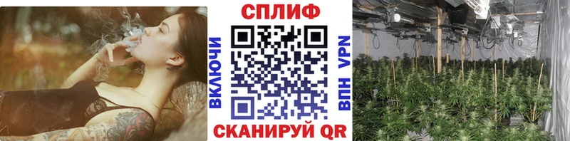 МАРИХУАНА сатива Лакинск